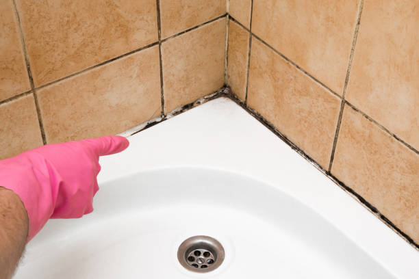 Professional Mold Removal in Feasterville, PA